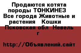 Продаются котята породы ТОНКИНЕЗ - Все города Животные и растения » Кошки   . Псковская обл.,Невель г.